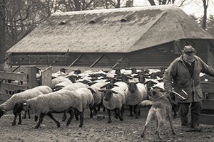 herder met schapen bij schaapskooi